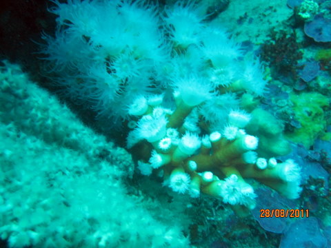 Dendrophyllia ramea